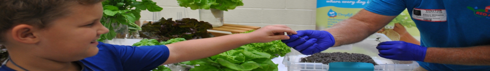Boy tasting fresh lettuce